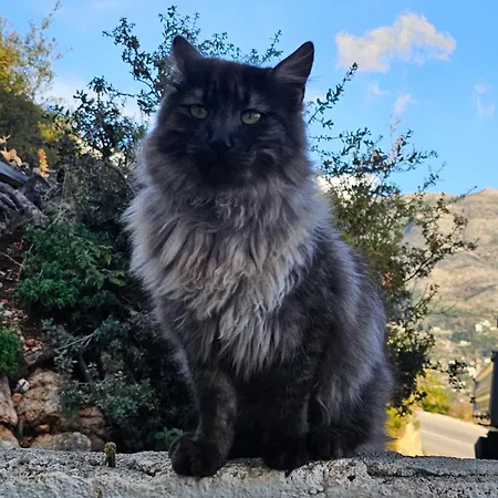 Rafa's Appartamento *